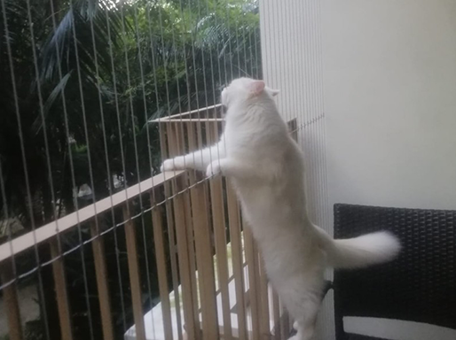 invisible-grill-for-pets